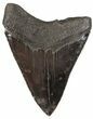 Sharp, Fossil Megalodon Tooth - Georgia #52803-2
